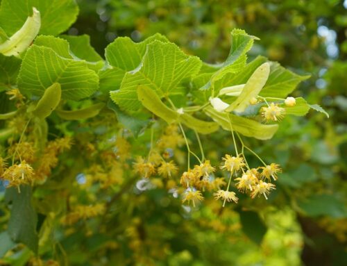 Lindenblüten